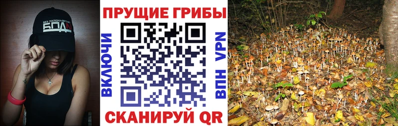 Псилоцибиновые грибы прущие грибы  Суровикино 